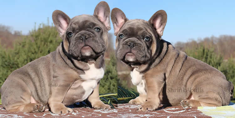 Chocolate French Bulldog Puppies Cute and Cuddly FOR SALE